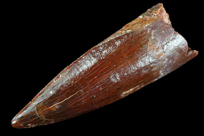 Real Spinosaurus Tooth - Excellent Condition #77452